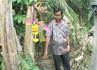 Village chief Suthep Malisorn points to the unusual banana tree.